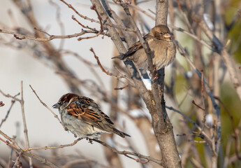 Two sparrows on the branches of a tree