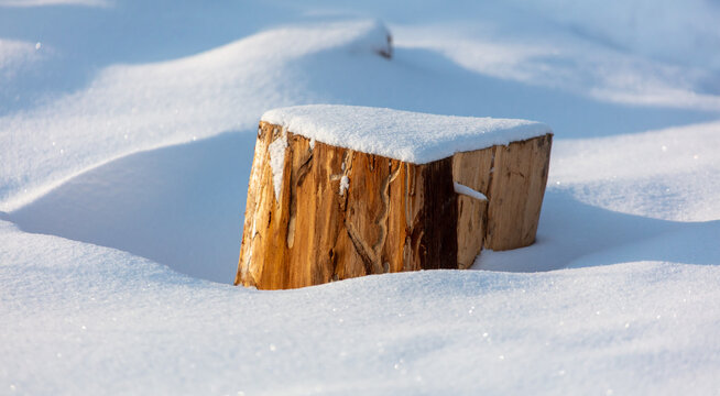 Tree stump in the snow in winter.