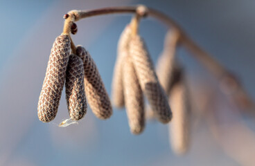 Buds for flowering on hazelnut branches.