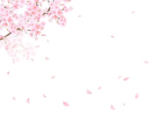 Obraz na płótnie Canvas 美しく華やかな満開の桜の花と花びら舞い散る春の白バックフレームベクター素材イラスト