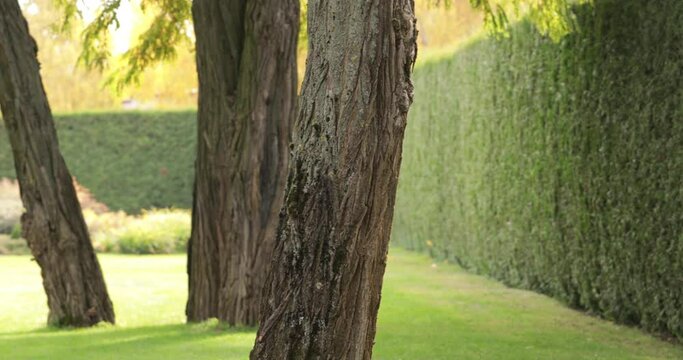 Hedge of thuja in the park. Against the background of a green lawn.