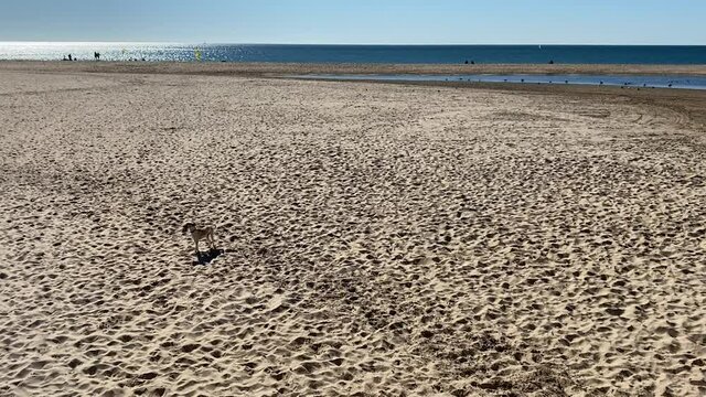 dog walking on the beach very happy and amorous