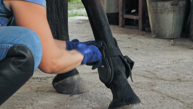 horse care. close-up. Horsewoman prepares horse for horseback riding, applying bandage on horse legs. Equitation. jockeyship. Equestrian sport. Horse riding.