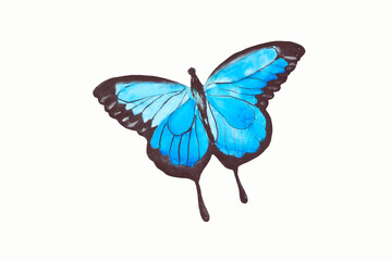 Blue butterfly isolated on a white background. Watercolor drawing of an insect.