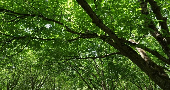 Common walnut trees, Dordogne, France