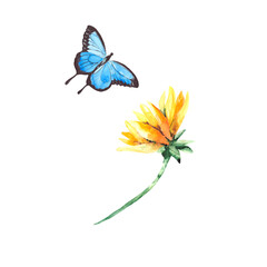 Sunflower and butterfly isolated on a white background. Watercolor elements for decoration and decoration on the theme of nature, flora and fauna.
