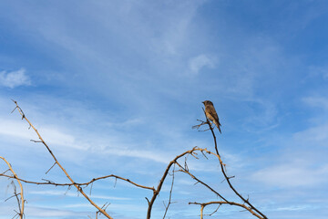 Dark-sided flycatcher (Muscicapa sibirica) at Rabindra Sarovar, Kolkata, West Bengal