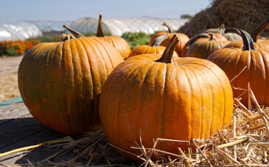 Pumpkins on the hay. Organic vegetable farming, harvest season on a pumpkin patch.