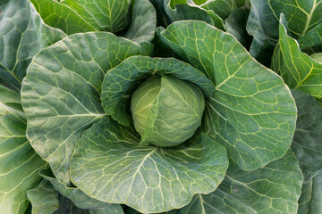 Fototapeta premium head of young green cabbage close-up.