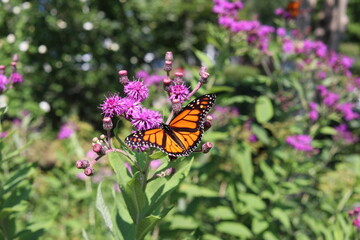 Monarch Butterfly on Flower Wings Open