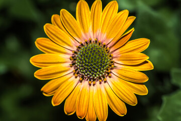 Yellow Cape Marguerite daisy bloom closeup.