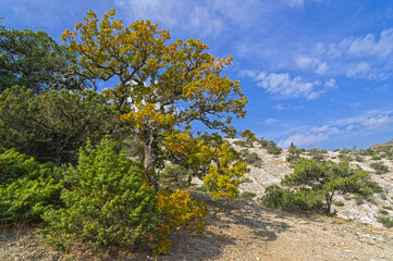 Beautiful oak with yellowed leaves in the Crimean mountains.