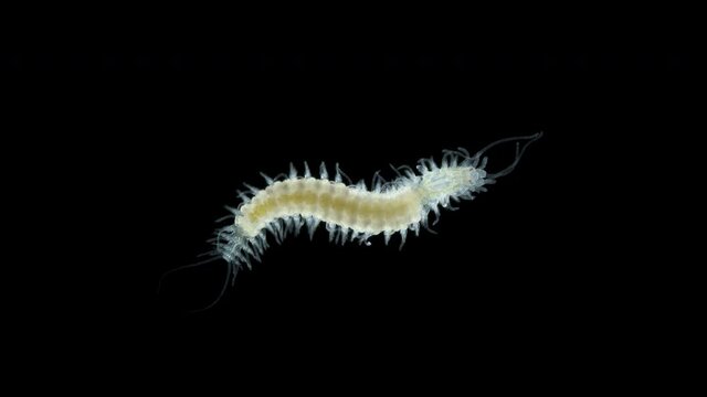 worm Polychaeta under a microscope, Syllidae family, differs in others by the presence of a barrel-shaped ventricle, most of them are benthic organisms. Indian Ocean