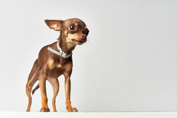 pedigree dog friend of human close-up light background