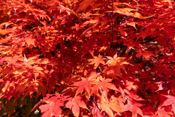 真っ赤に紅葉したもみじ