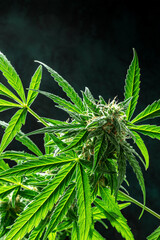 Cannabis plant close-up with copy space. Marijuana flowers and green leaves. Growing cannabis for medicinal purposes