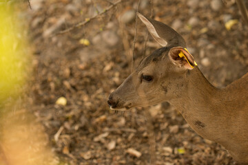 Deer and wild boar in natural habitat in fort sinaloa mexico