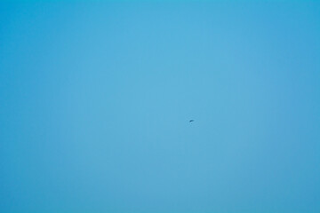 A flying bird in a clear blue sky