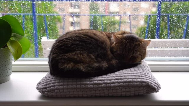 A cat sleeping on a pillow in the windowsill on a rainy day.