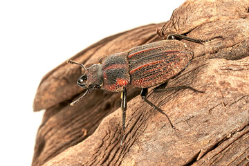 Aegognathus soulai 