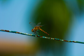 Closeup of a Dragonfly sitting a rusty metal wire with a green patched background