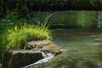 la versoix, rivière sauvage