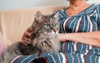 Close-up of gray furry cat with large green eyes resting, lying in arms of an older woman at home....