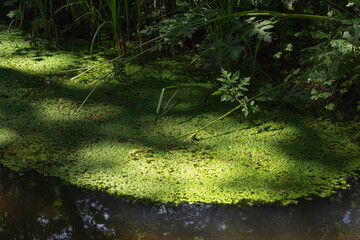 la versoix, rivière sauvage