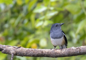 Female oriental magpie-robin perching on tree branch , Thailand