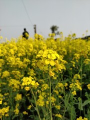 Portrait of a mustard flower from a farmers field