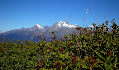 Green rhododendron leaves and snowy mountain peaks in the background. Blue sky. Contrasts in the mountains