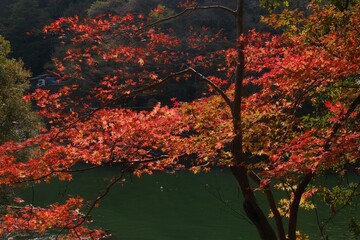 autumn leaves on the water