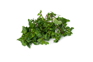 Fototapeta premium Ocimum basilicum isolated on white background.basilicum var. thyrsiflora