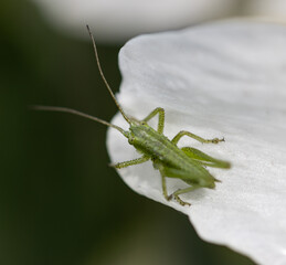 green grasshopper on white flower petal