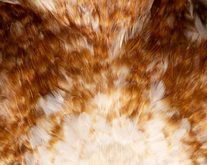 white and red bird feathers as background