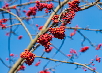 rowan berries on a branch against the sky