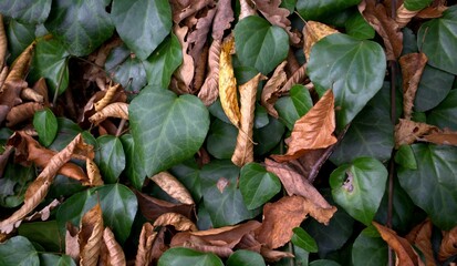 Background and texture. Green leaves mixed with dry yellow leaves.