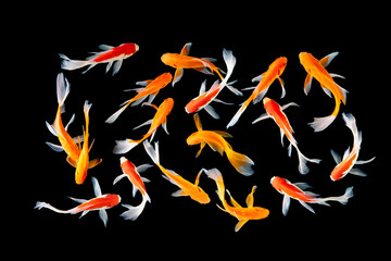 Top View Koi fish swimming on black background