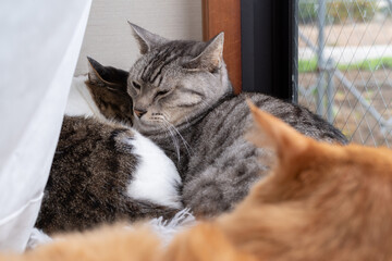 窓辺で眠る猫