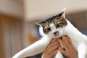 猫を抱く　キジトラ猫