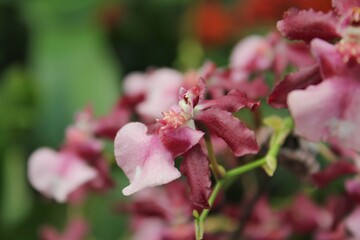 Obraz premium Pink orchid 