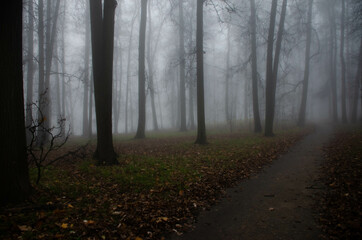 Obraz premium autumn, road, trees, tree, forest, nature, fall, landscape, park, leaves, path, season, foliage, woods, green, sky, yellow, wood, travel, rural, country, leaf, mist, color, fog