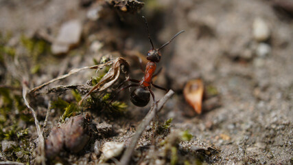 Ant collecting food in close up