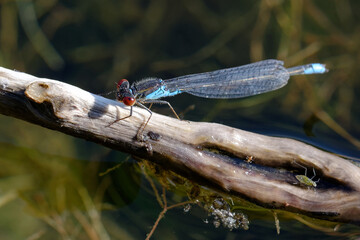 Small red-eyed damselfly (Erythromma viridulum) on a branch