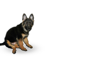 Obraz premium german shepherd puppy dog sit and look at camera isolated on white with copy space
