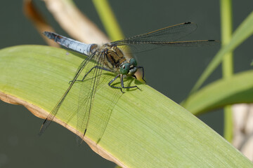 Male Black-tailed skimmer (Orthetrum cancellatum)