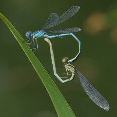 Goblet-marked damselfly (Erythromma lindenii) - Mating