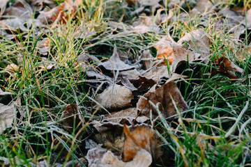 mushroom in the grass