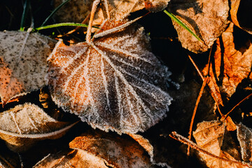 leaf on the ground