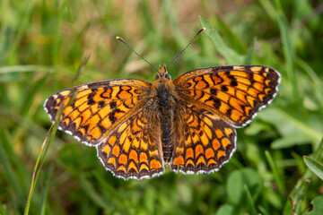 Macrophotographie insecte - Mélitée du plantain (Melitaea cinxia)